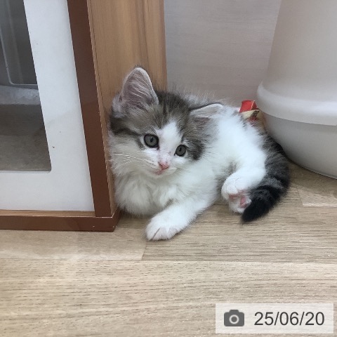 ノルウェージャンフォレストキャットの写真