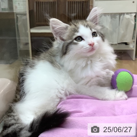 ノルウェージャンフォレストキャットの写真