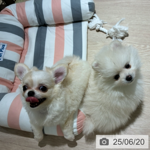 チワワの写真