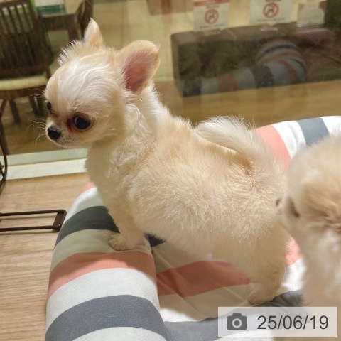 チワワの写真