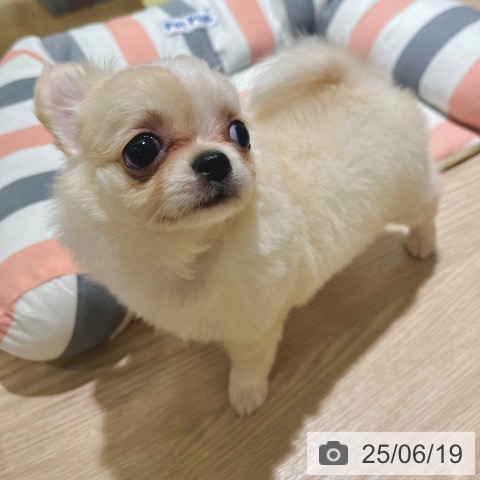 チワワの写真