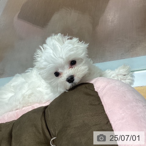 マルチーズの写真
