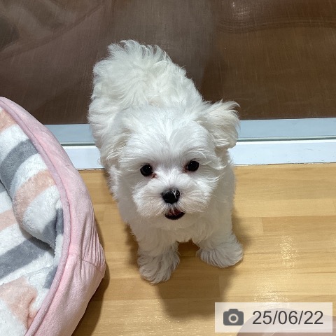 マルチーズの写真