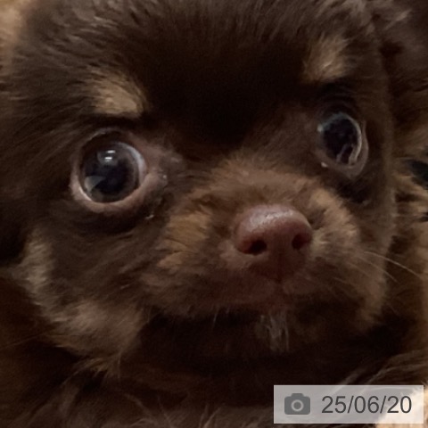 チワワの写真