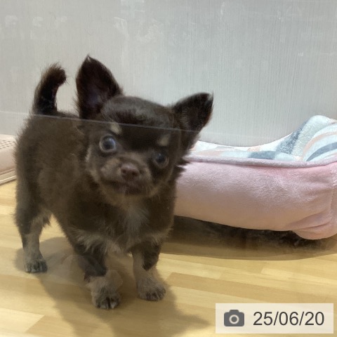 チワワの写真