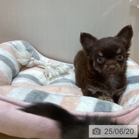 チワワの写真