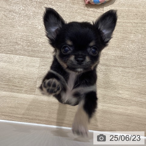 チワワの写真
