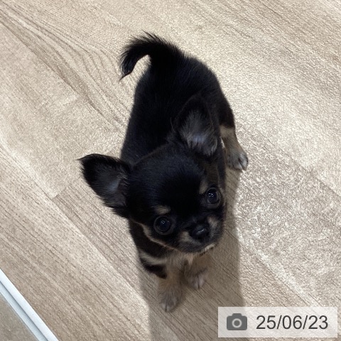チワワの写真