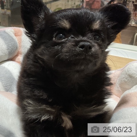 チワワの写真