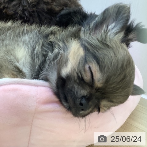 チワワの写真