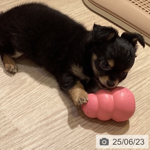 チワワの写真