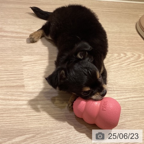 チワワの写真