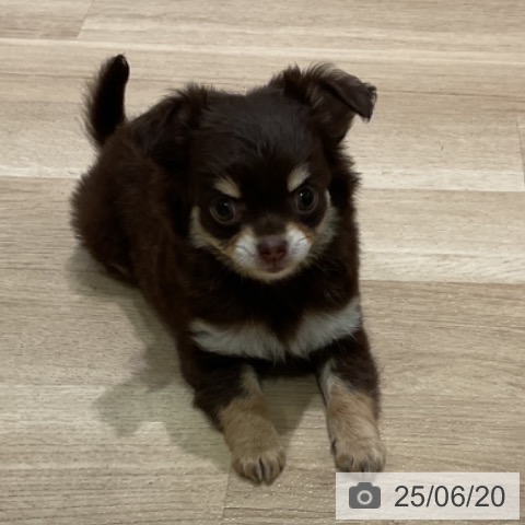 チワワの写真