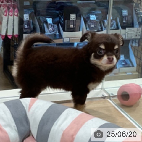 チワワの写真