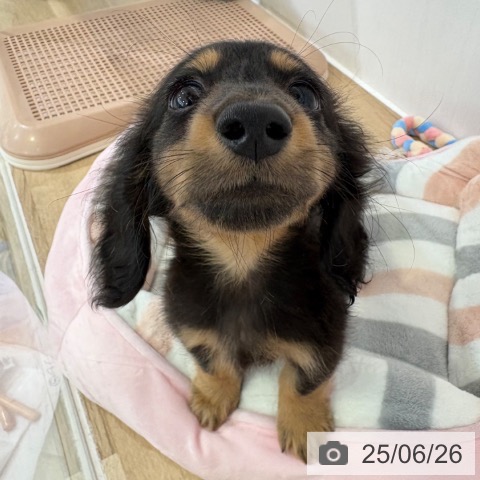 カニーンヘン・ダックスフンドの写真