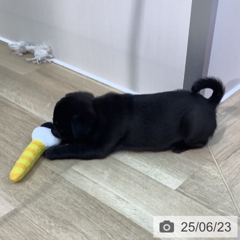 パグの写真