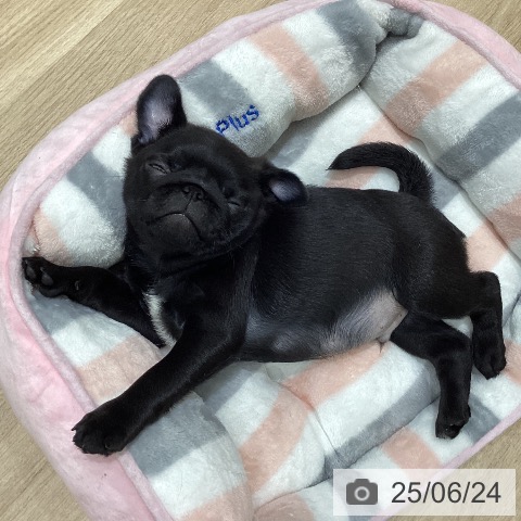 パグの写真