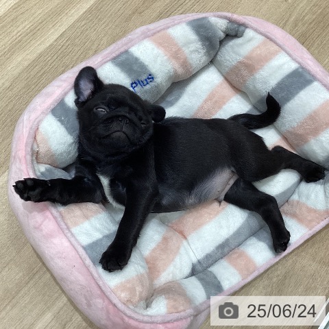 パグの写真