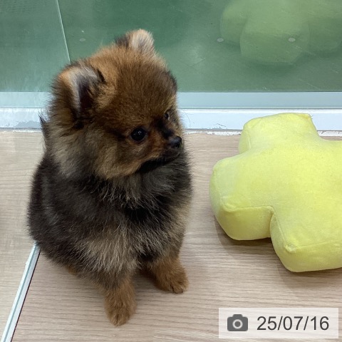 ポメラニアンの写真