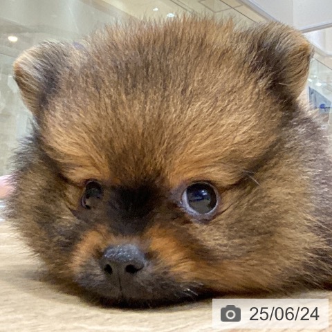 ポメラニアンの写真