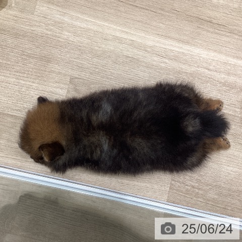 ポメラニアンの写真