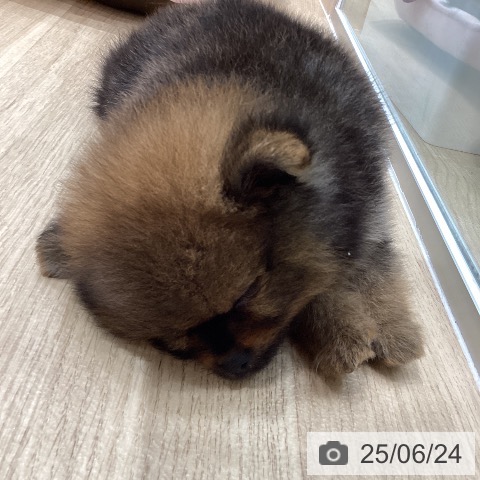 ポメラニアンの写真