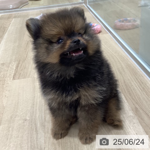 ポメラニアンの写真