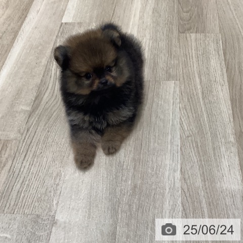 ポメラニアンの写真
