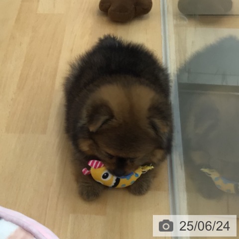 ポメラニアンの写真
