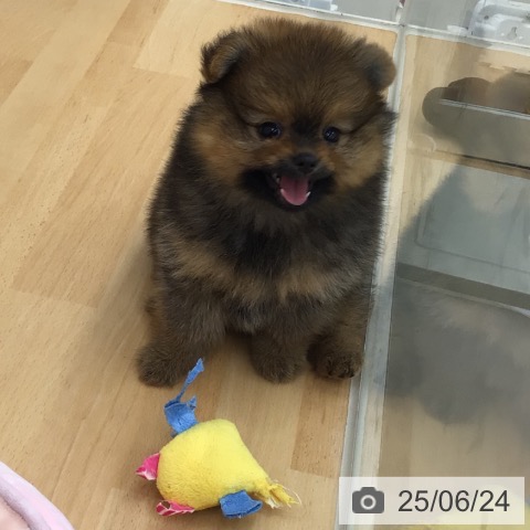 ポメラニアンの写真