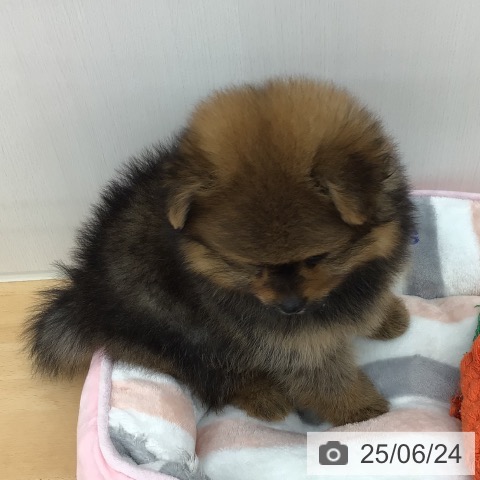 ポメラニアンの写真