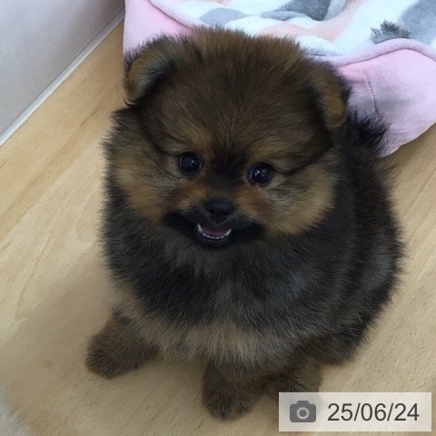 ポメラニアンの写真