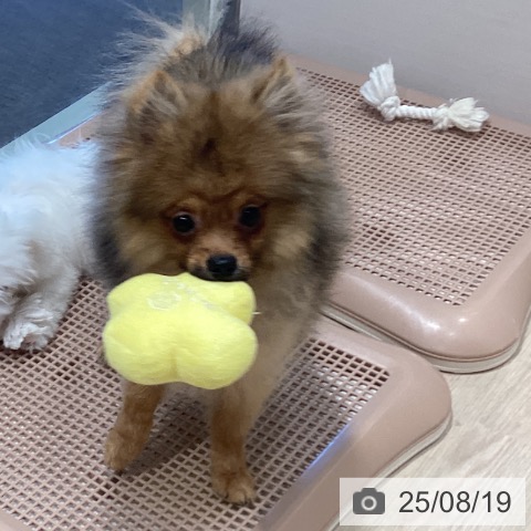 ポメラニアンの写真