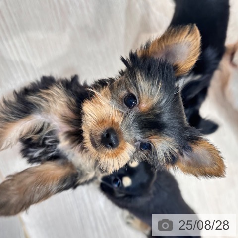 ポメラニアンの写真