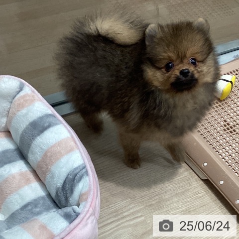 ポメラニアンの写真