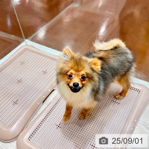 ポメラニアンの写真
