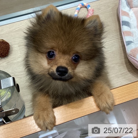 ポメラニアンの写真