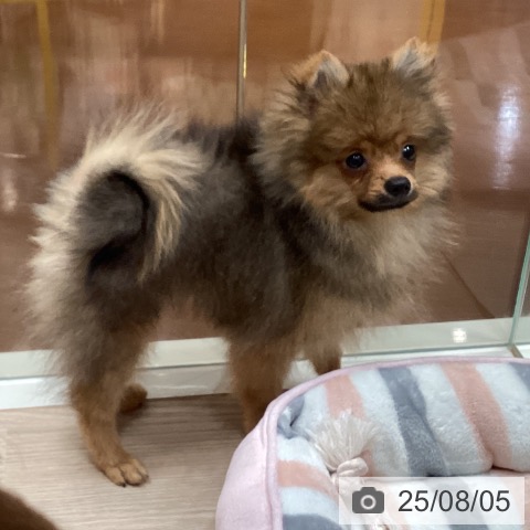 ポメラニアンの写真