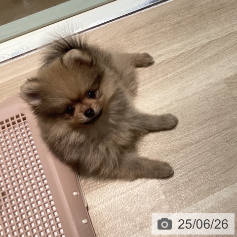 ポメラニアンの写真