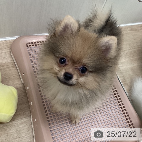 ポメラニアンの写真