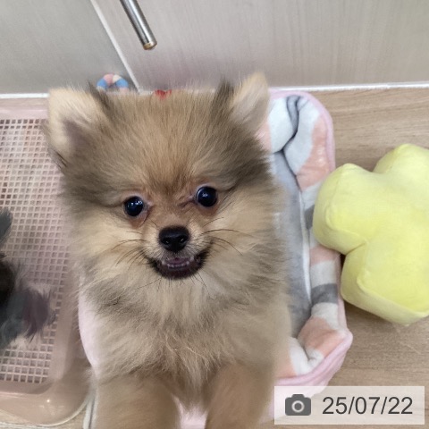 ポメラニアンの写真