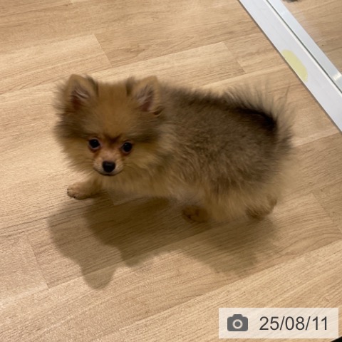 ポメラニアンの写真