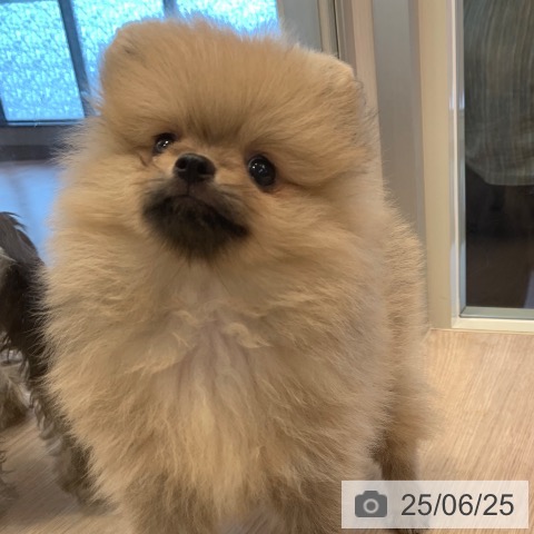 ポメラニアンの写真
