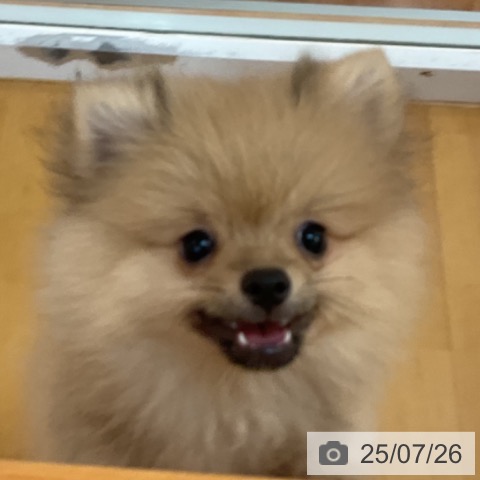 ポメラニアンの写真
