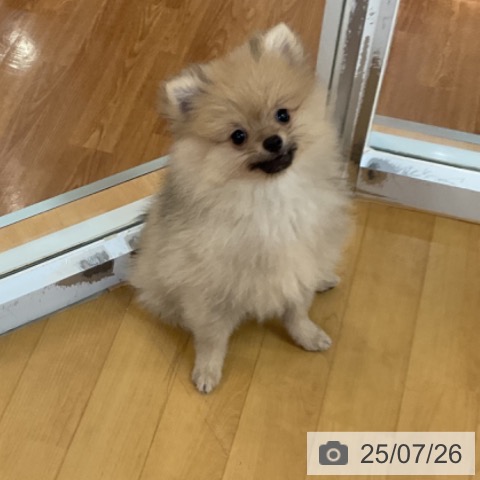 ポメラニアンの写真