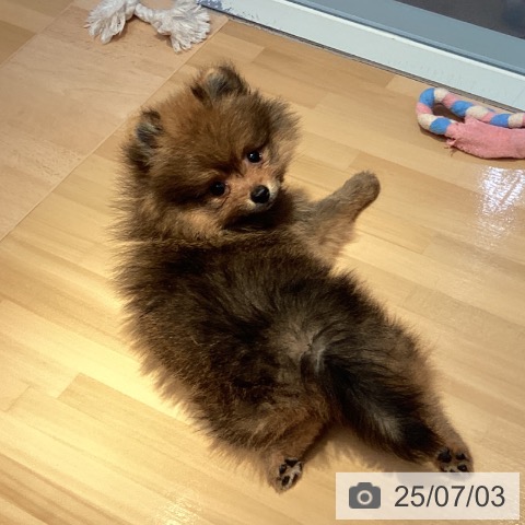 ポメラニアンの写真