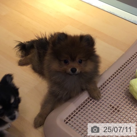 ポメラニアンの写真