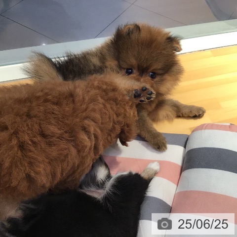 ポメラニアンの写真