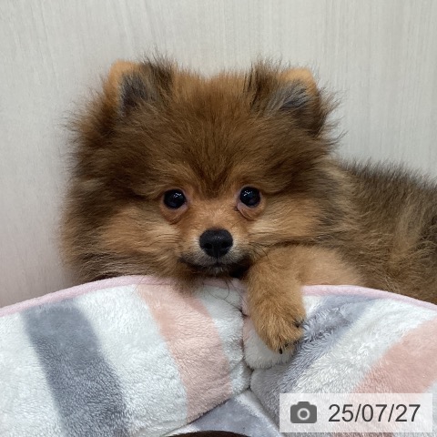 ポメラニアンの写真