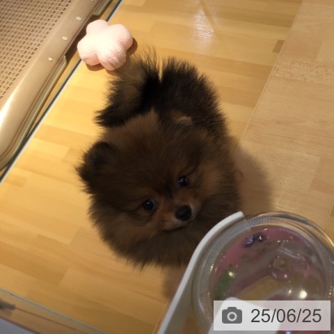 ポメラニアンの写真